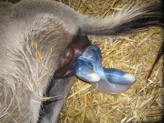 Emerald_Ridge_Piper_Miniature_donkey_jenny_giving_birth_picture_at_Poplargrove_Stud_nose